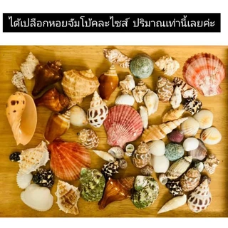 สุดยอดของเล่นปลายเปิด ชุดเปลือกหอยไซส์จัมโบ้ แพ็ค600g+แผ่นกิจกรรมจับคู่เปลือกหอยมอนเตสซอรี่ Montessori seashell activity