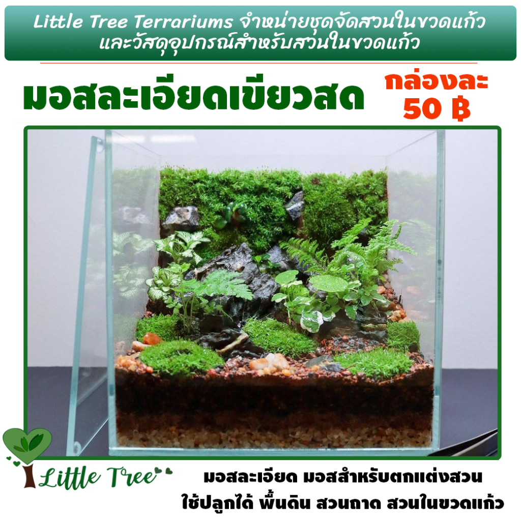 มอส มอสจัดสวน ปลูกสวนถาด มอสจัดสวนขวดแก้ว กล่องละ 50 บาท
