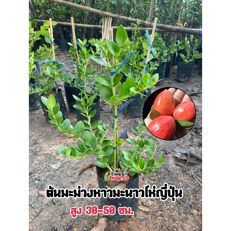 ต้นมะม่วงหาวมะนาวโห่ญี่ปุ่น (หวาน) ความสูง 20-40 ซม. ผลใหญ่กว่าพันธุ์ไทย รสชาติหวาน