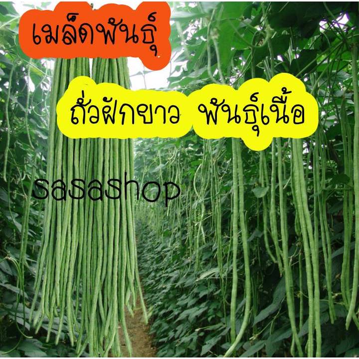 เมล็ดพันธ์ถั่วฝักยาว พันธ์เนื้อ 120 เมล็ด แถมปุ๋ยบำรุงหลังปลูก

<p>“><center></p>
<h4></h4>
<p><p><font color=