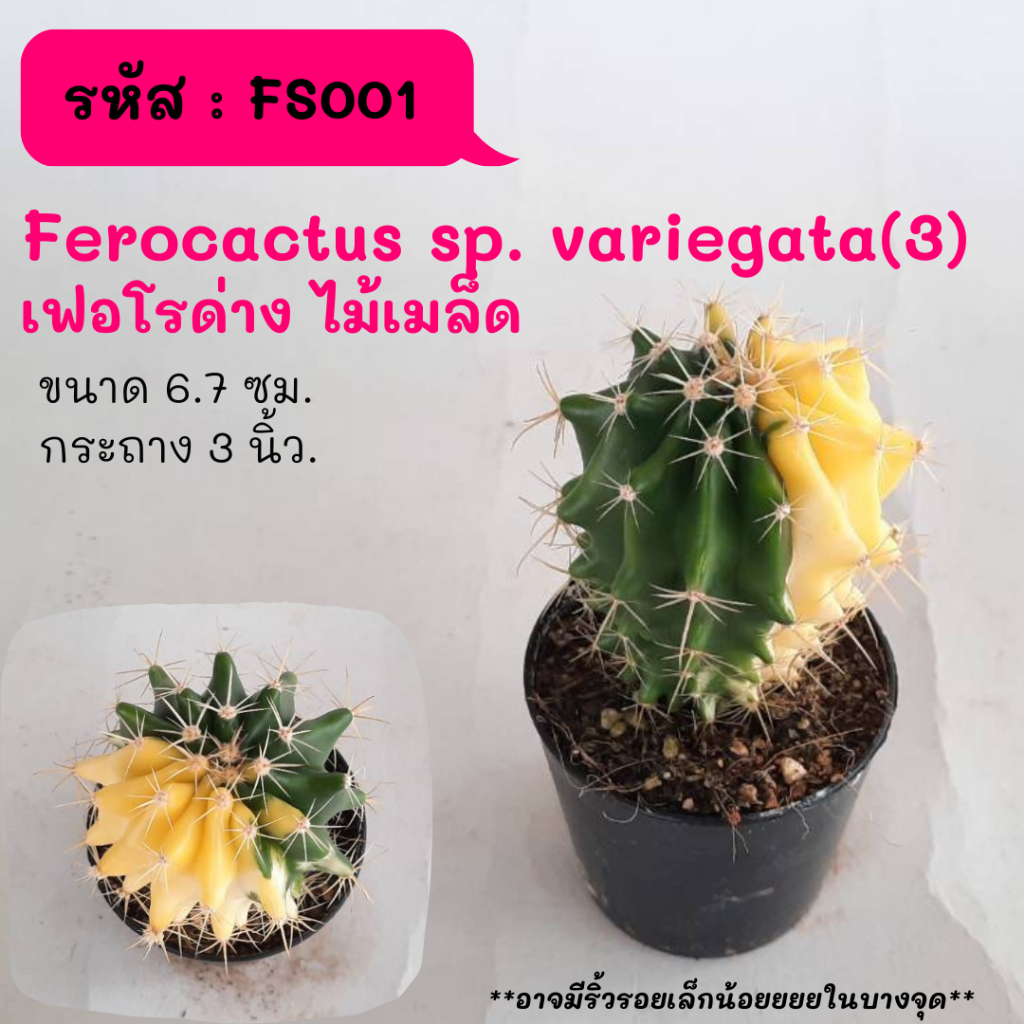 FS001 Ferocactus sp. variegata(3) เฟอโรด่าง ไม้เมล็ด cactus กระบองเพชร แคคตัส กุหลาบหิน พืชอวบน้ำ