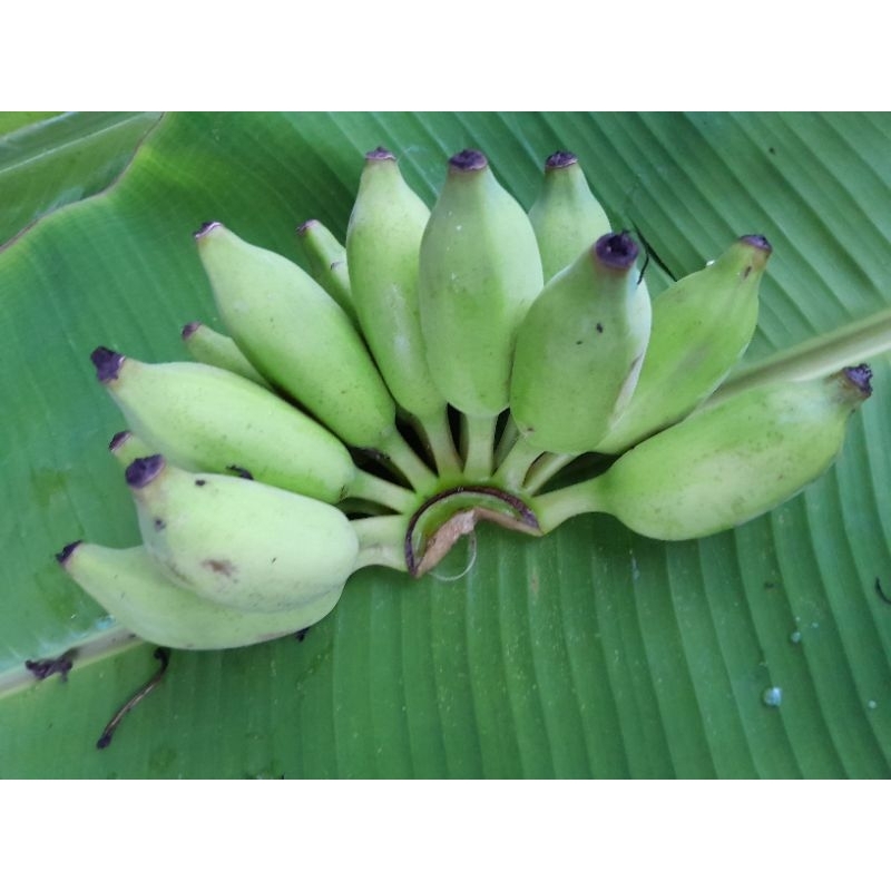 กล้วยน้ำว้าสุกสดจากสวน(ส่งแบบดิบๆค่ะ)