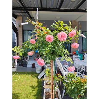 🌱ฉางชิง ธาตุรอง ธาตุเสริม ปุ๋ยใส่กุหลาบ บำรุงกุหลาบ บำรุงราก เร่งกระโดง แตกกิ่ง เพิ่มอากาศในดิน