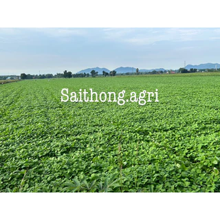 ถั่วดกฮอร์โมน/ฮอร์โมนข้าวโพด/ฮอร์โมนมะเขือ/ฮอร์โมนพริก/ฮอร์โมนแตงกวา/ฮอร์โมนถั่วฝักยาว/อะมิโน ขนาด 1 ลิตร