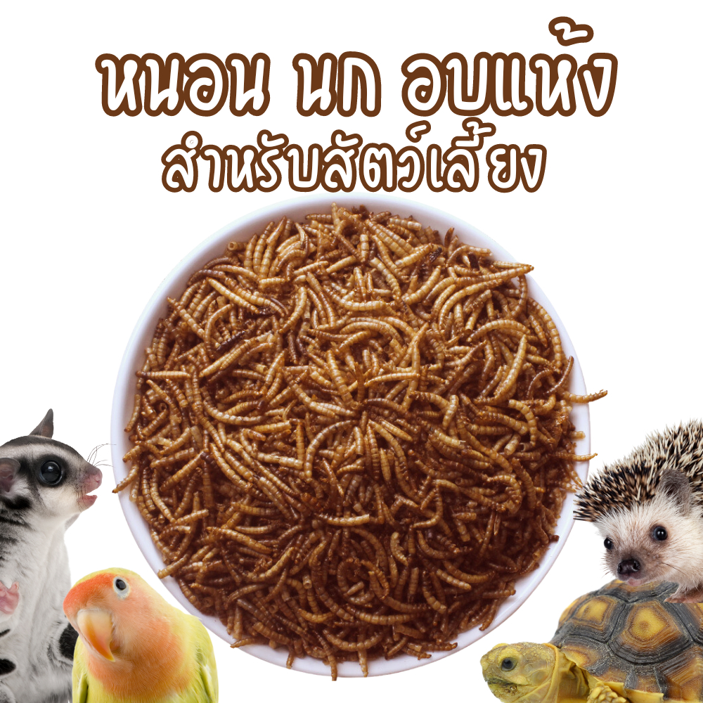 หนอนอบแห้ง หนอนนก dried mealworm อบแห้ง เม่นแคระ ปลา อาหารชูก้า อาหารแกสบี้ แมลงอบแห้งชู แมลงอบแห้งชูก้า