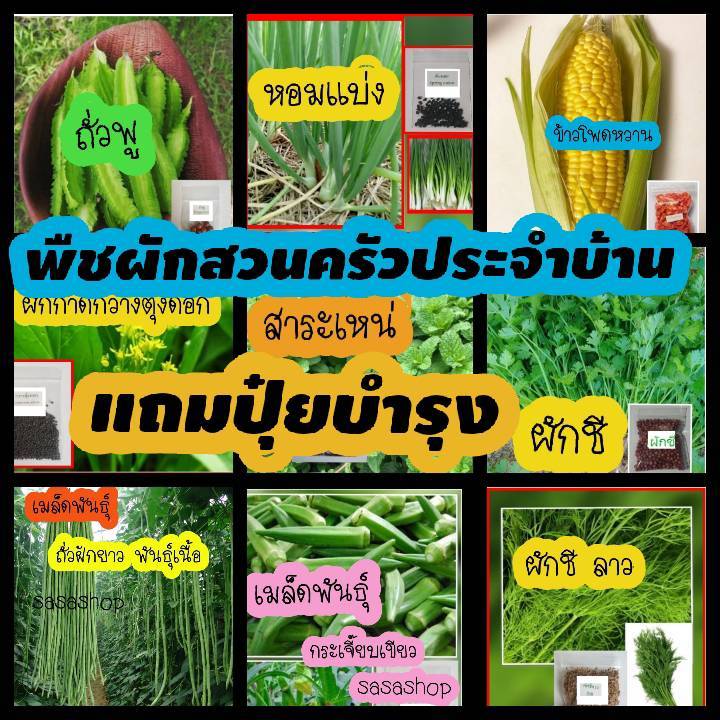 เมล็ดพืชผักสวนครัวประจำบ้านคุณภาพสูงราคาถูกแถมปุ๋ยบำรุงหลังปลูก