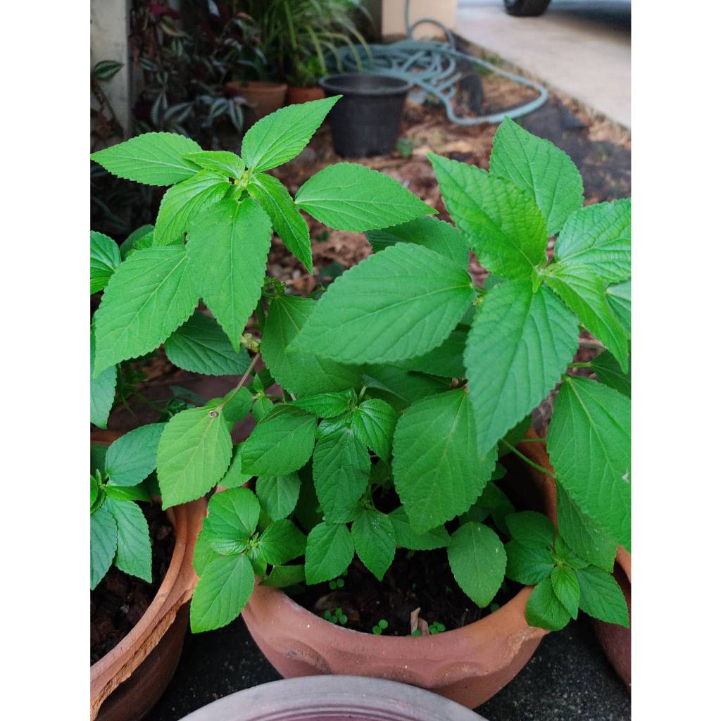 ต้นพันธุ์ตำแยแมว ถุงดำ 29บาท พร้อมปลูก สำหรับน้องแมว