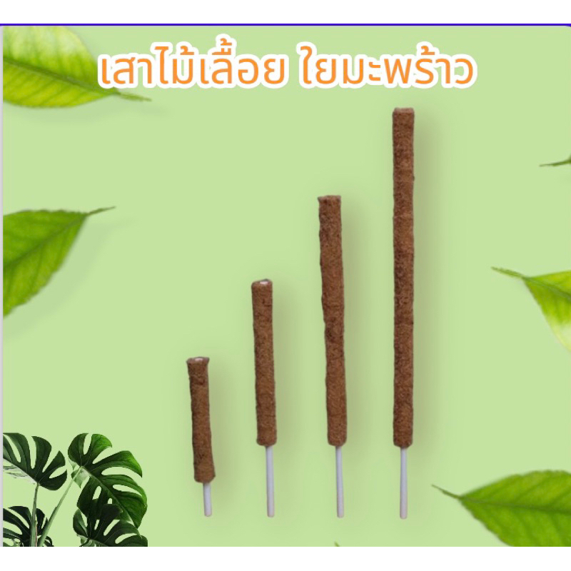 เสาไม้เลื้อย/หลักไม้เลื้อยใยมะพร้าว ราคาถูก