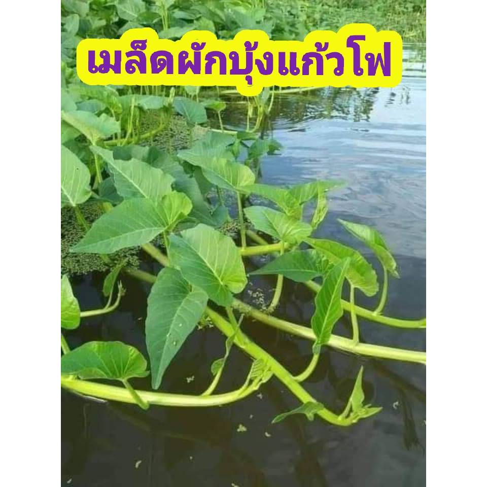 เมล็ดผักบุ้งแก้วสายพันธ์แตกกอคัดพิเศษบรรจุ 400-600 เมล็ด