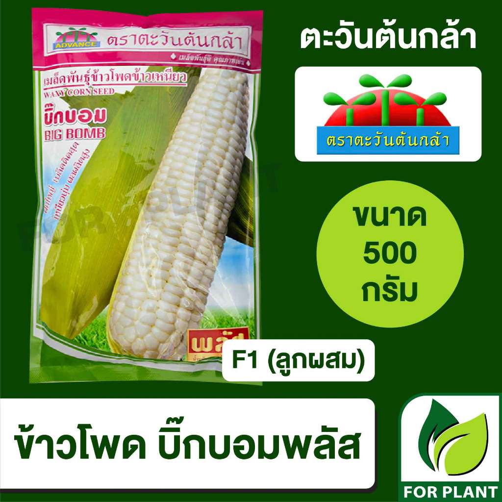 เมล็ดพันธุ์ ตะวันต้นกล้า ข้าวโพดข้าวเหนี่ยวบิ๊กบอม SP BIG ซองใหญ่ ขนาด 500 กรัม