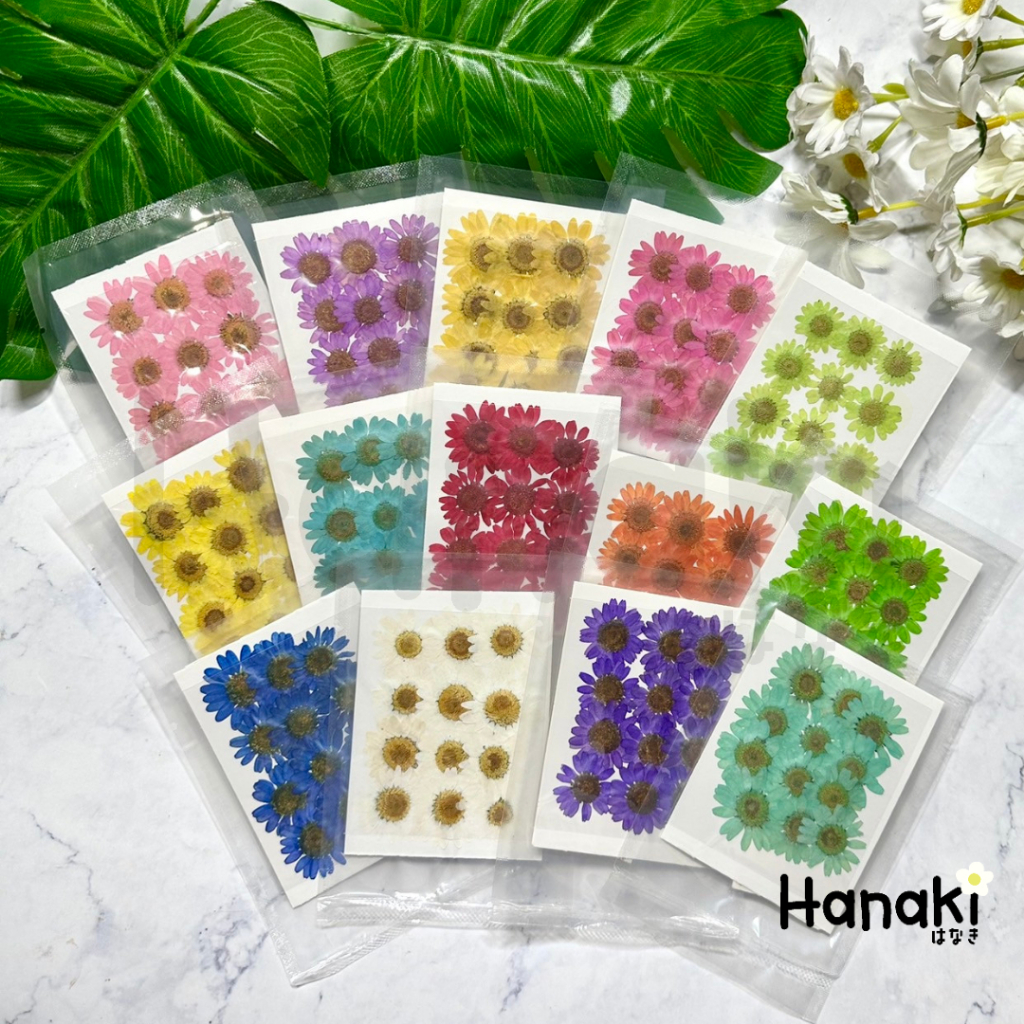 【พร้อมส่ง】Daisy ขนาด2-3CM ดอกเดซี่ทับแห้ง ดอกไม้ทับแห้ง Pressed Flowers ราคา ถูกที่สุด ดีลบีเคเค