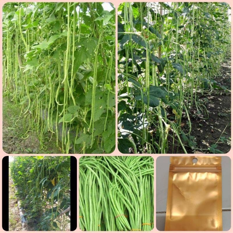 เมล็ดพันธุ์ถั่วฟักยาว ถั่วฟักยาวดก