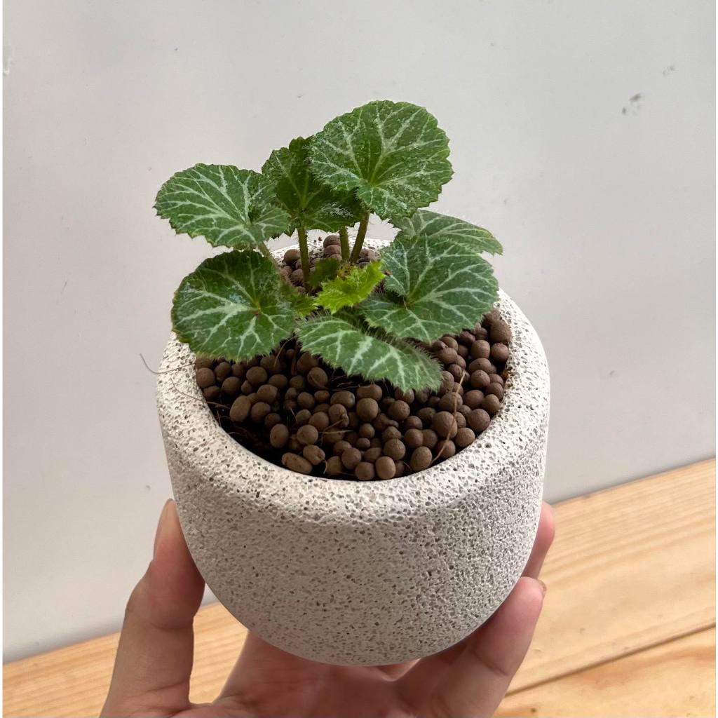 ต้นไม้ปลูกในบ้าน ไม้ฟอกอากาศไม้มงคลไม่ต้องการแดดจัด ต้นไม้จริง ตกแต่งบ้าน ต้นไม้ภายในอาคาร - รูปที่ 6