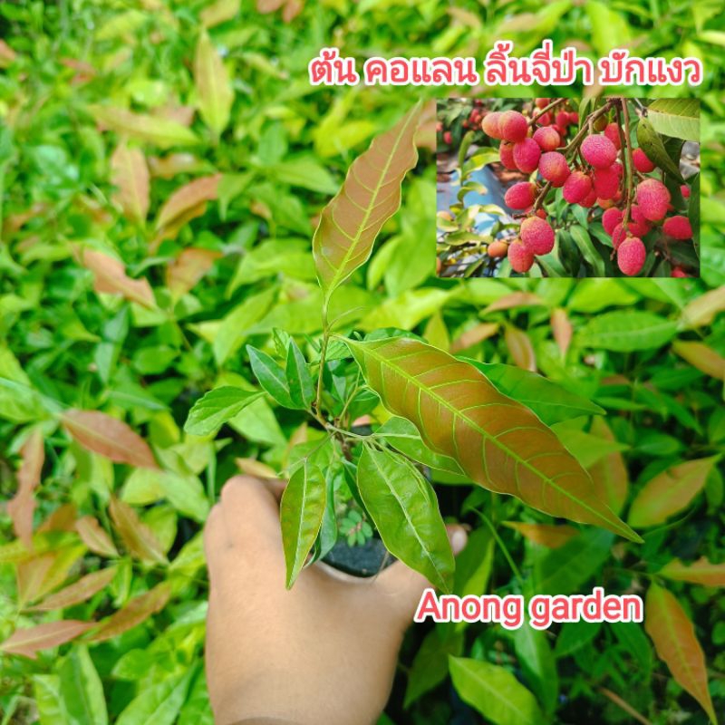 ต้น คอแลน ลิ้นจี่ป่า บักแงว หมากแงว ต้นละ 20 บาท ไม้ป่าโบราณ ผลไม้ป่าหายาก