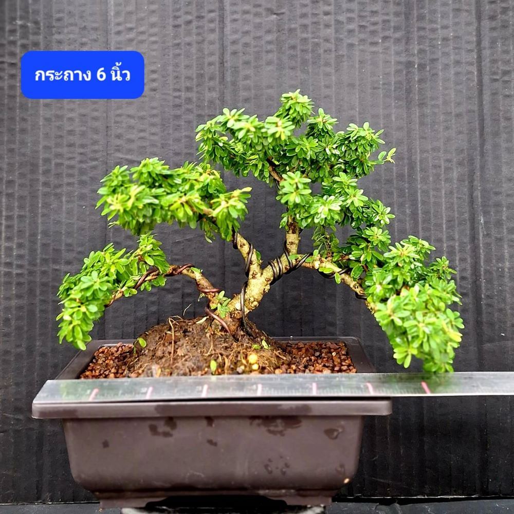 บอนไซต้นม่วงเจริญแคระ (หลินซาน) ไม้ทรงพุ่มสวย ดอกสีม่วงน่ารัก และอย่างอื่น - รูปที่ 7