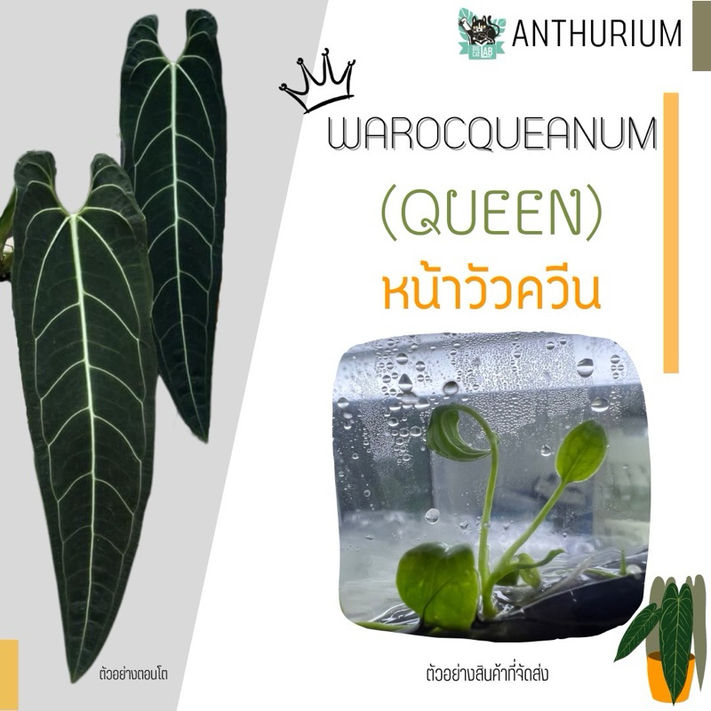 Anthurium warocqueanum(Queen)dark form หน้าวัวควีนฟอร์มใบดำ