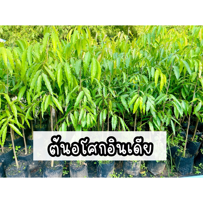 ต้นอโศกอินเดีย(ชุด5ต้น/กล่อง) ปลูกแนวรั้ว ไม้ยืนต้น ให้ร่มเงา