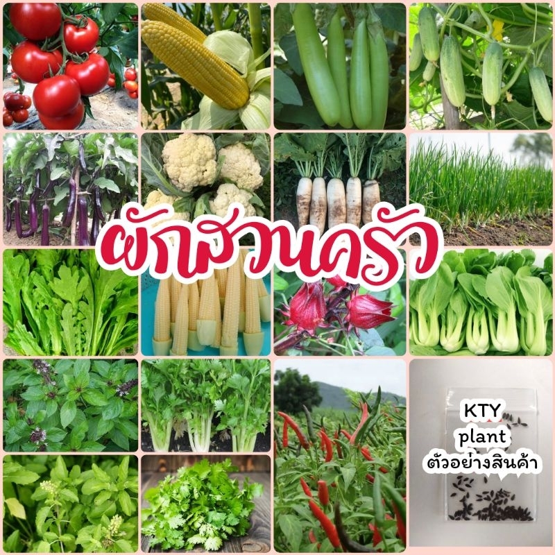 เมล็ดผักสวนครัว​ กระเพา, โหระพา, คะน้า, ผักชี, มะเขือ, พริก, แครรอท, และอีกมากมาย