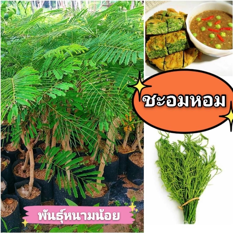 ชะอมหอม พันธุ์หนามน้อย กิ่งตอนชำถุงพร้อมปลูก สินค้าเสียหายยินดีเคลมฟรี
