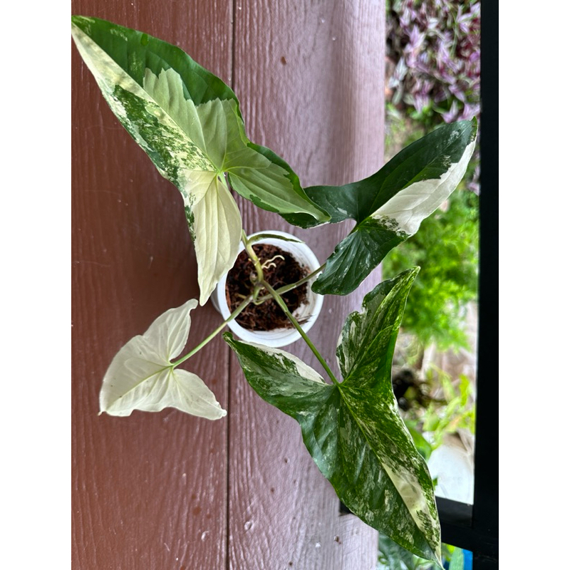 เงินไหลมาด่างขาวขาว🪴 Syngonium Podophyllum albo variegata