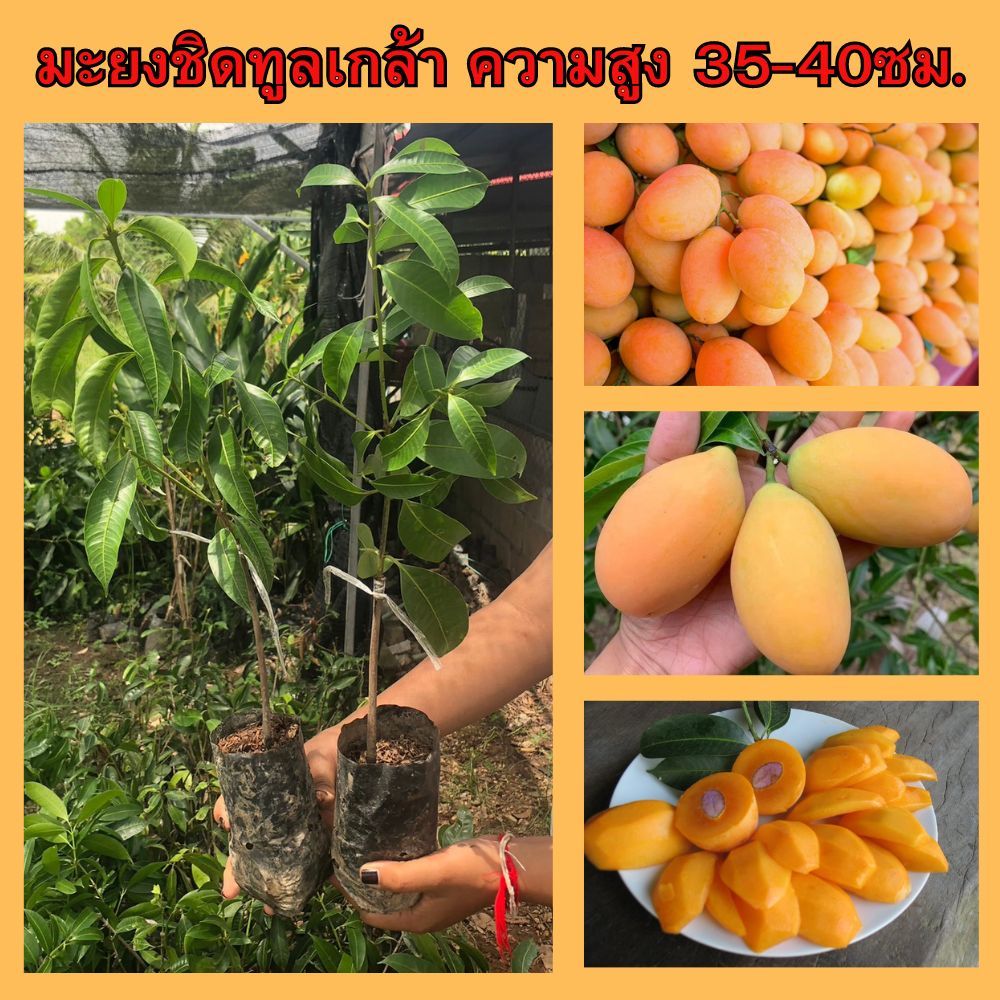 (2 ต้น) 📌มะยงชิดทูลเกล้า ต้นเสียบยอด📌 (ต้นเล็ก) 🌷มีรสชาติหวานอมเปรี้ยว ผลใหญ่ เมล็ดเล็ก🌷 🌿ความสูง 35-40 ซม.🌿