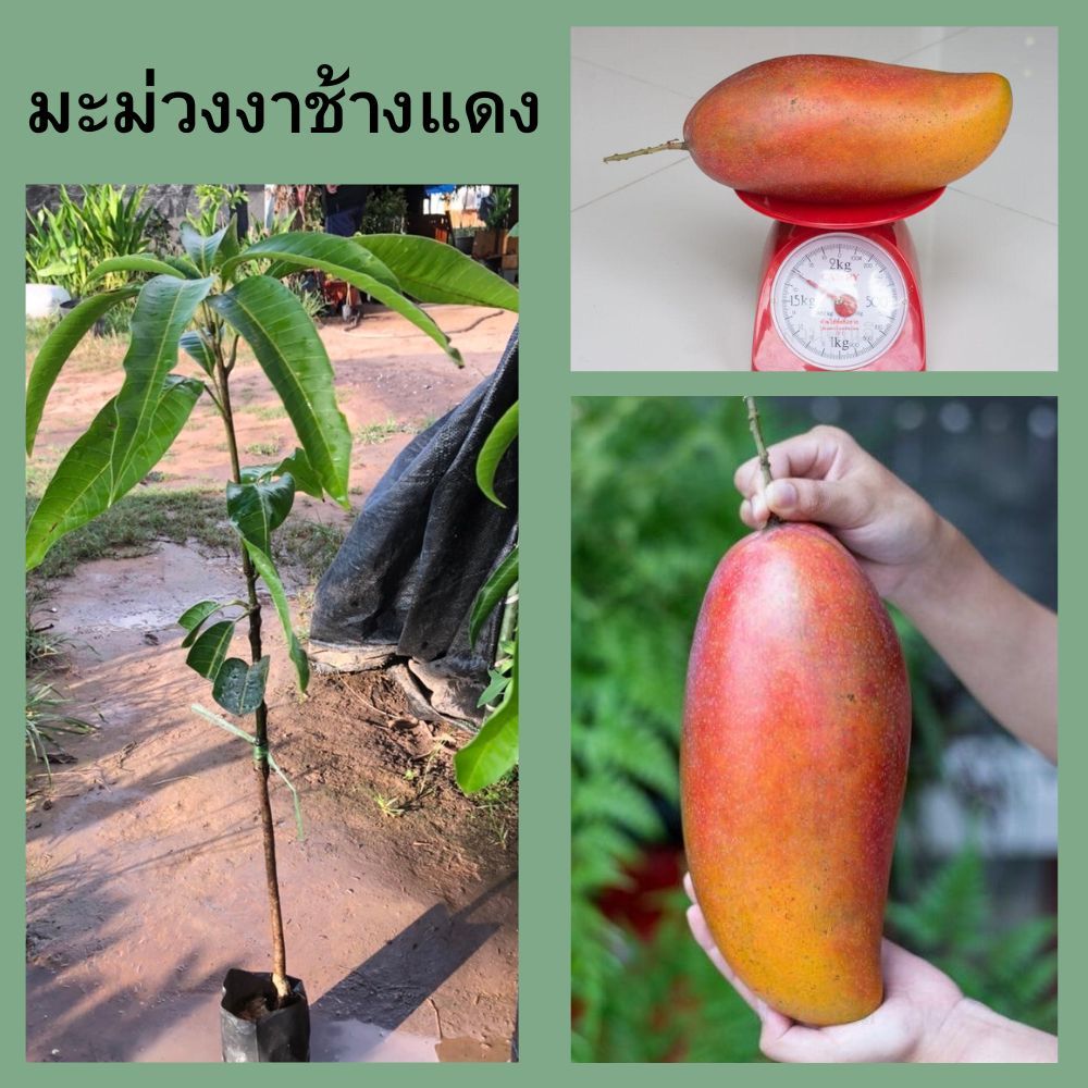 (1ต้น)มะม่วงงาช้างแดง  เสียบยอด🥭ความสูง 45 ซม.💥 ต้นเเข็งเเรง พร้อมลงปลูก