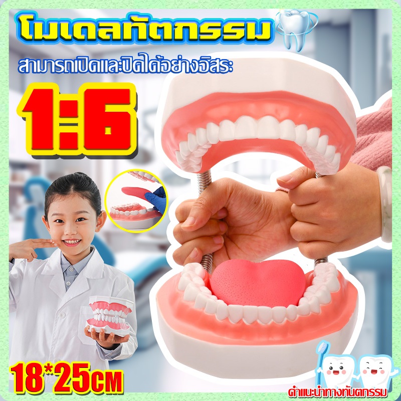 ของแท้ โมเดลฟัน 6 เท่า พร้อมลิ้นใหญ่ พร้อมแปรงสีฟัน เปิดและปิดได้อย่างอิสระ โมเดลฟันจำลอง สําหรับการเรียนการสอน