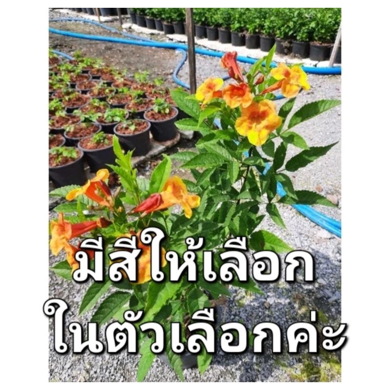 *(พร้อมส่ง1-2วัน)ทองอุไร (ไม่แคระ) ส่งทั้งกระถาง 5.5 นิ้ว ต้นแข็งแรง (จัดส่ง1-2วัน)