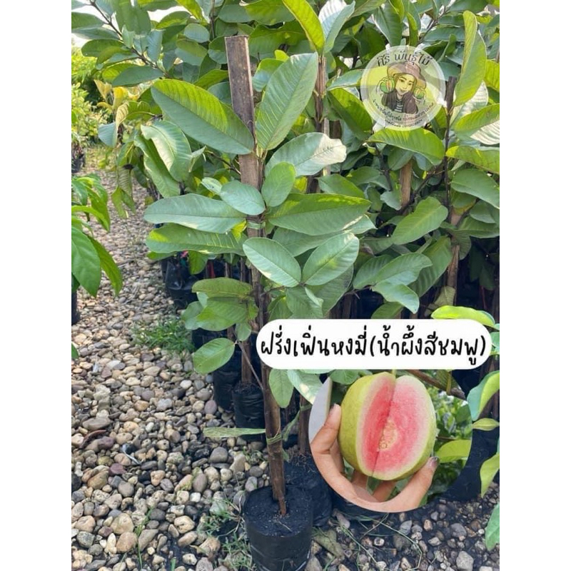 ฝรั่งไส้แดงเฟิ่นหงมี่หรือ น้ำผึ้งสีชมพู /กิ่งทาบ/ต้นสูง60-70ซม. ต้นพร้อมปลูก