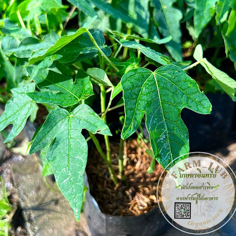 มะละกอ สายพันธุ์ แขกดำ ต้นเตี้ย ผักสวนครัว Organic100%