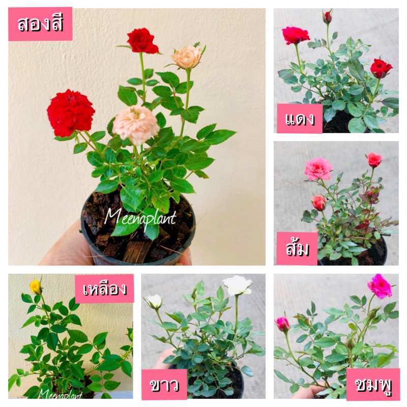 🔥ซื้อ 5 ต้น ฟรี 1🔥 กุหลาบจิ๋ว โป๊ยเซียนแคระ ไม้มงคล จัดชุดราคาพิเศษ