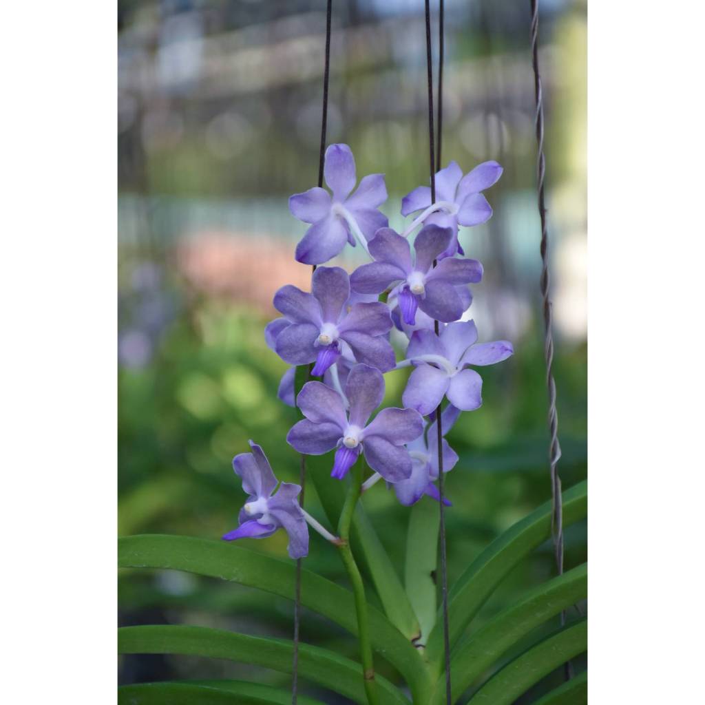 กล้วยไม้ กลิ่นหอม Supreme Blue Fragranceผสมเอื้องเขาแกะ ไม้เพาะเมล็ดลูกผสม ออกดอกทั้งปี 8 - 10 คู่ใบ พร้อมกระถางลวดแขวน