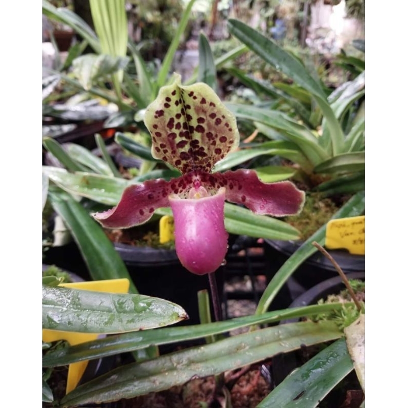 กล้วยไม้สกุลรองเท้านารีเฮนรี่ยานั่ม paphiopedilum henryanum ชุด100