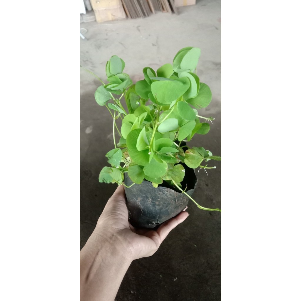 ต้นพันธุ์ผักแว่น ผักแว่นน้ำ ผักลิ้นปี่หรือหนูเต๊าะ พร้อมปลูกในถุงดำ ถุงละ 29 บาท - รูปที่ 5