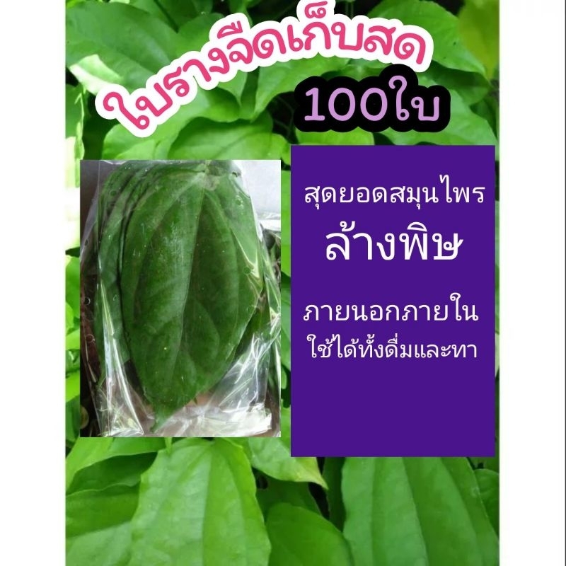 ใบรางจืดเด็ดสด ต้นไม้สมุนไพรไทย ชา ล้างพิษ รักษา บำรุง ป้องกัน ฟื้นฟู อักเสบ ปวด บวม ช้ำ ผักสลัด ดิน กระถาง ปุ๋ย เมล็ดพ