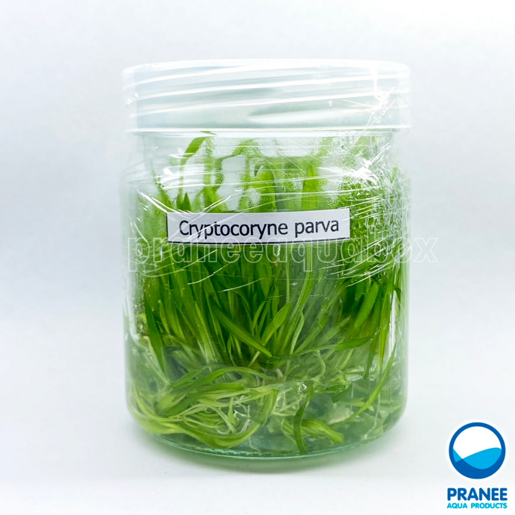 Cryptocoryne nurii (คริป นูรี่) พร้อม​ปลูก ต้นไม้น้ำ ต้นไม้น้ำตกแต่งตู้ปลา ***กรุณาอ่านรายละเอียดก่อนสั่งซื้อ***