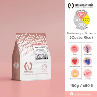 เมล็ดกาแฟดริป Costa Rica Canet Mozart | กระทรวงการคั่ว | Costa Rica Rose Strawberry Grape