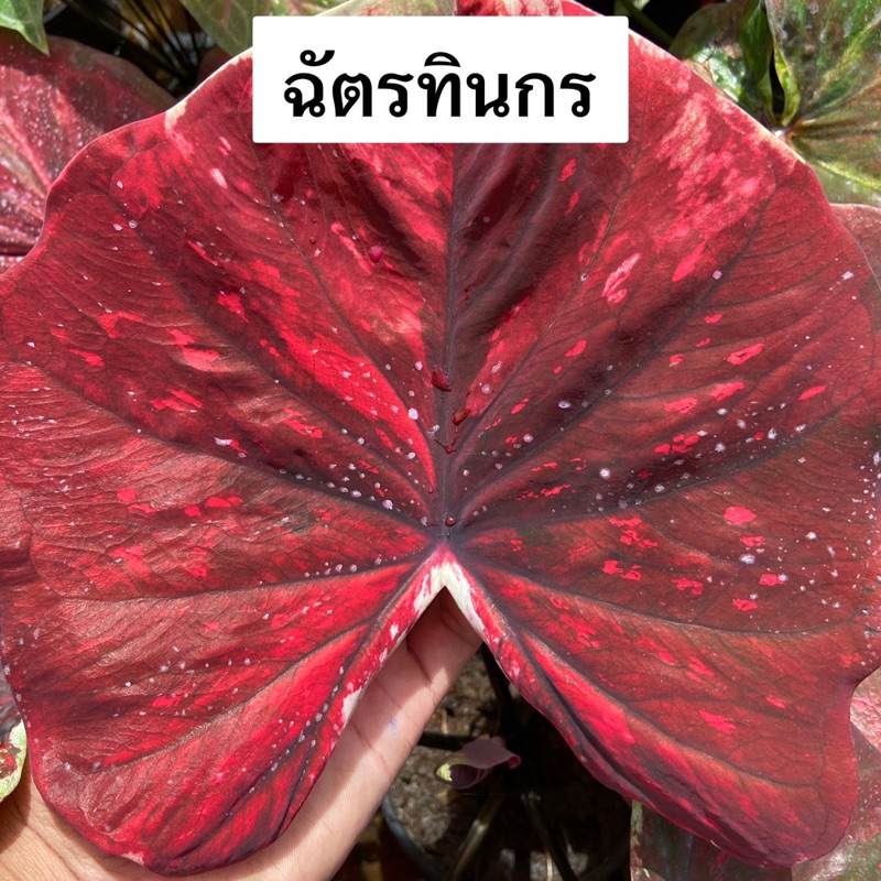 ฉัตรทินกร บอนสี พุ่มเตี้ย สีสด สวย กระถาง 4 นิ้ว