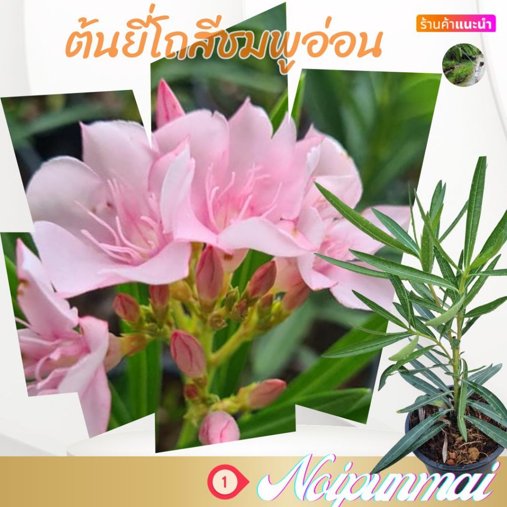 ต้นยี่โถแคระ สีชมพูอ่อน กระถาง 6 นิ้ว(ส่งพร้อมกระถาง)(ขั้นต่ำ 2 ต้น)(สินค้ามีพร้อมส่ง)