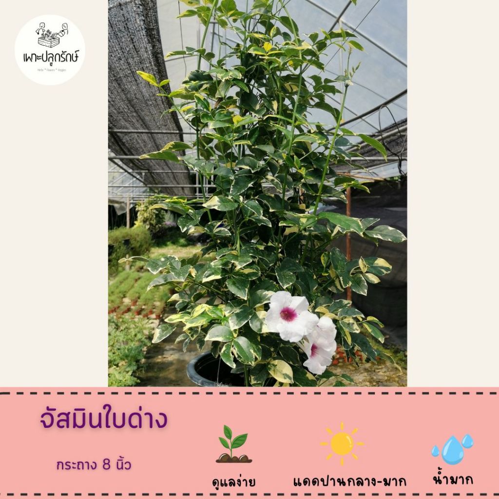 ต้นจัสมินใบด่าง #จัสมินออสเตรเลีย #แพนโดเรีย/Bower of Beauty/Bower Plant/Bower Vine