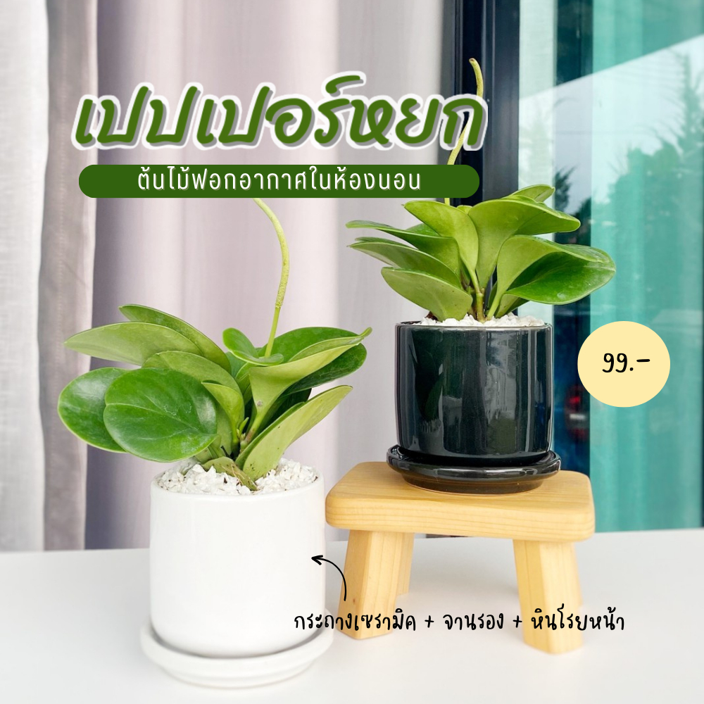 เปเปอร์หยก พร้อมกระถางเซรามิก ต้นไม้ฟอกอากาศ ในบ้านของคุณ