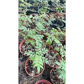 ต้นหอมแขก (ใบกะหรี่)Curry Leaf ต้นเพาะเมล็ด ลูกสุกมีรสหวานหอมเครื่องเทศใบกินเป็นผักสดหรือใส่ในแกงหรือทำอาหารได้