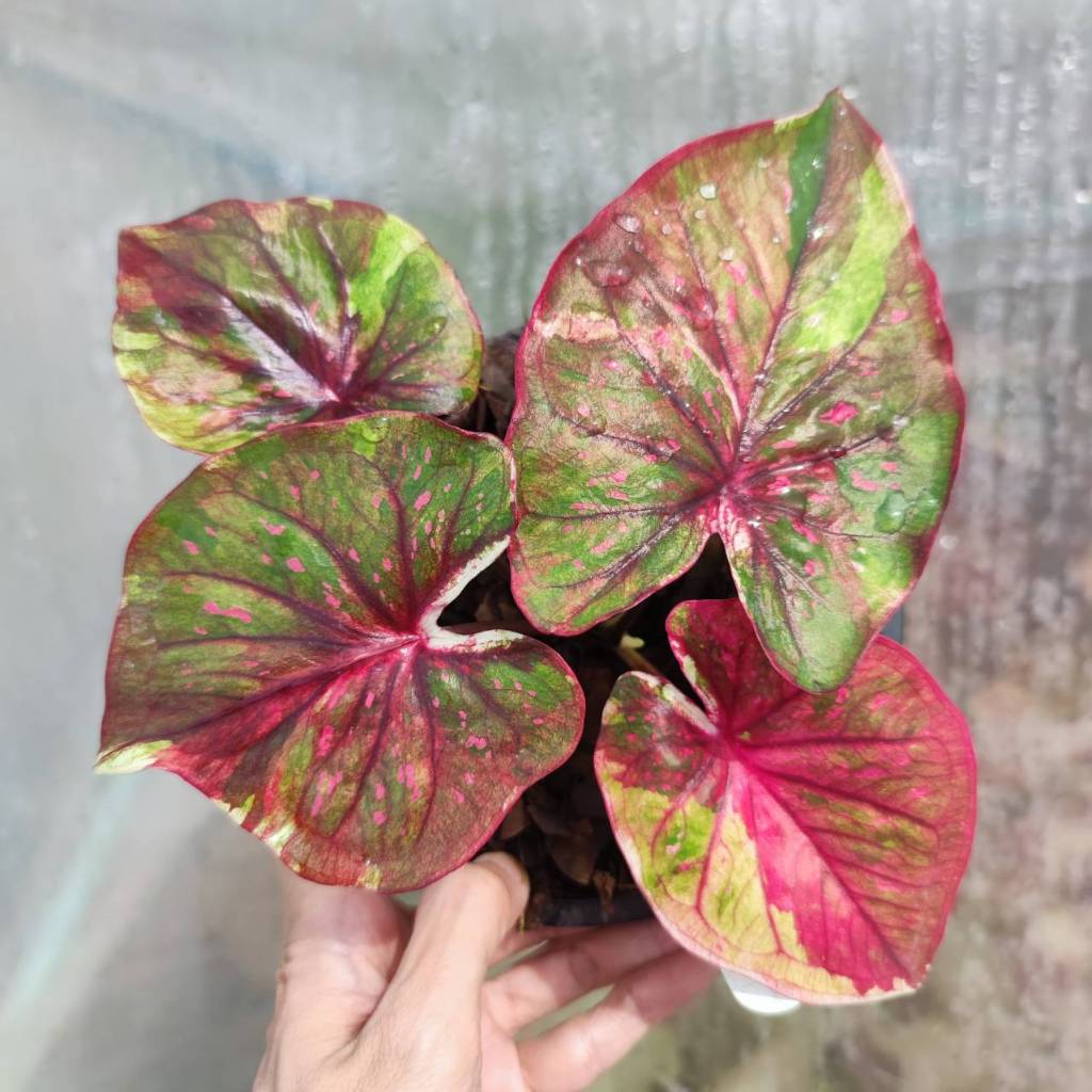 แสนรัก แยกหน่อ บอนสี Caladium