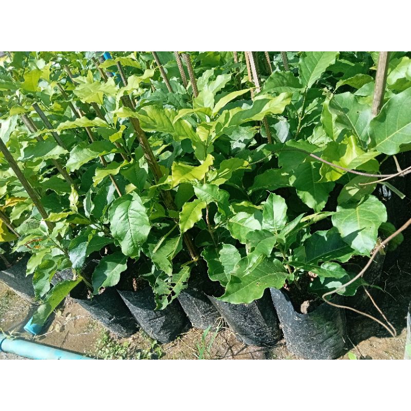 ต้นพีนัทบัตเตอร์หรือเนยถั่ว/ตอนกิ่ง สูง 40-60 ซม. ผลสุกมีรสหวาน ออกดอกตลอดทั้งปี - รูปที่ 2