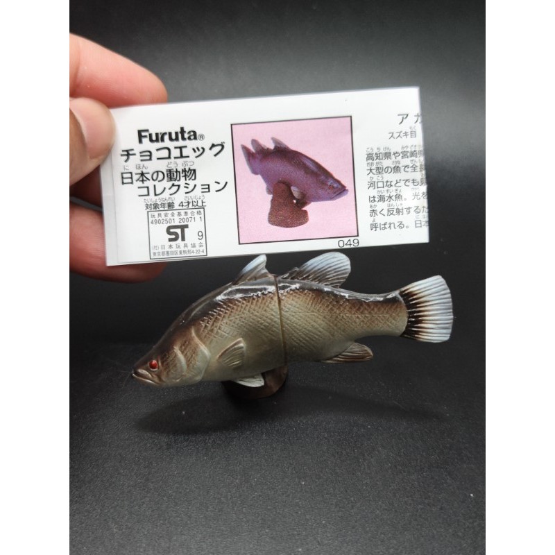 ฟิกเกอร์ สัตว์จิ๋ว ปลากะพงญี่ปุ่น  Akame (Japanese Barramundi) Choco Egg Mini Figure Fish Akame Japanese Lates Kaiyodo F