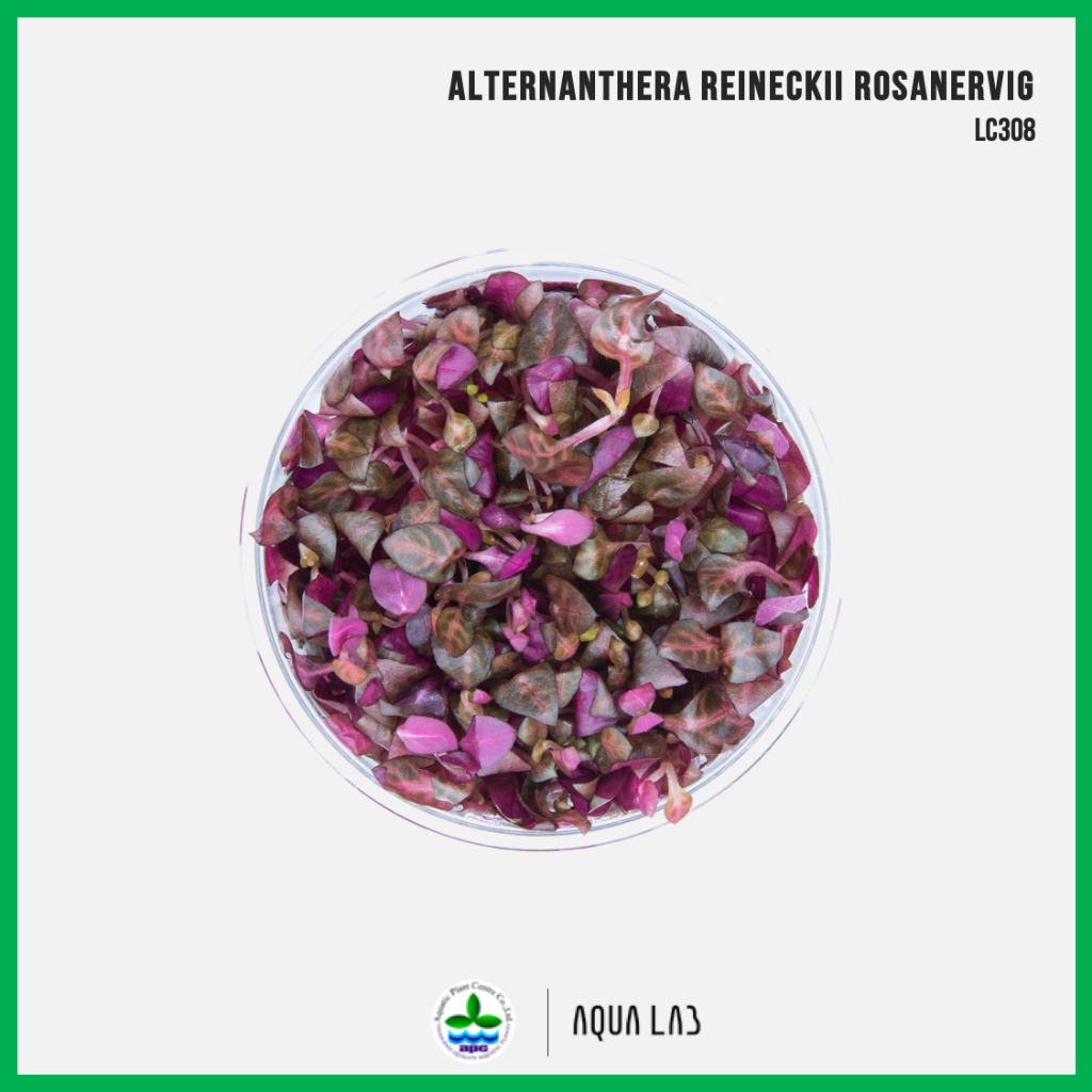 [APC] Alternanthera Reineckii Rosanervig (เรเนกกี้ใบลาย) [ไม้น้ำ - Aquatic Plants] LC308