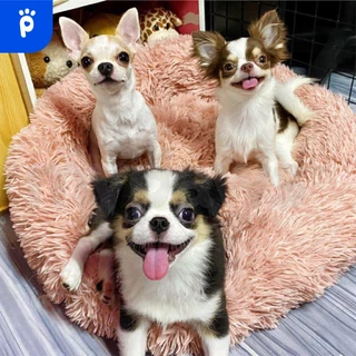 My Paws ที่นอนสัตว์เลี้ยง Comfy ที่นอนสุนัข ที่นอนแมว ขนฟูนุ่มมาก ฟินสบายไร้ขีดจำกัด