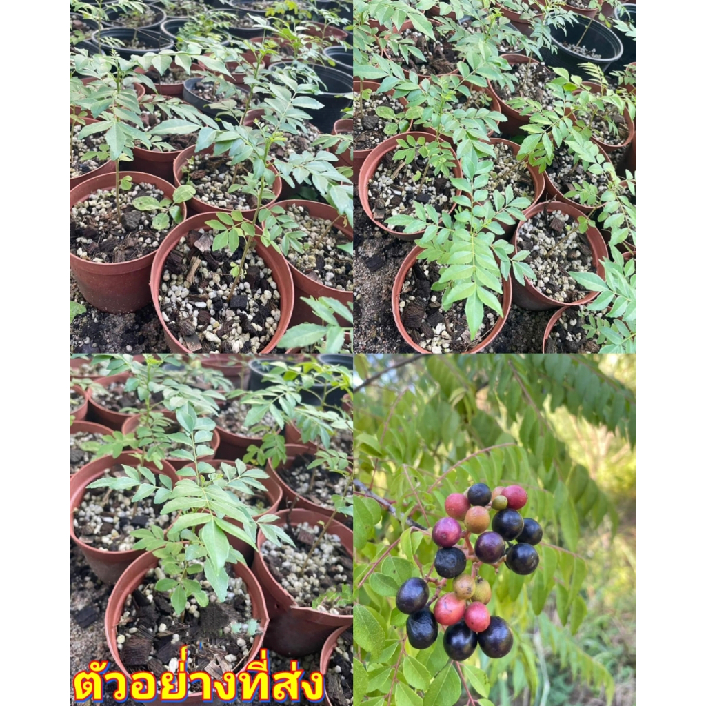 (3ต้น) (กระถาง4นิ้ว) เคอรี่ลีฟ Curry leaves ต้นกระหรี่ ใบหอมแขก หรือ ใบแกง ต้นเคอรี่ลีฟ