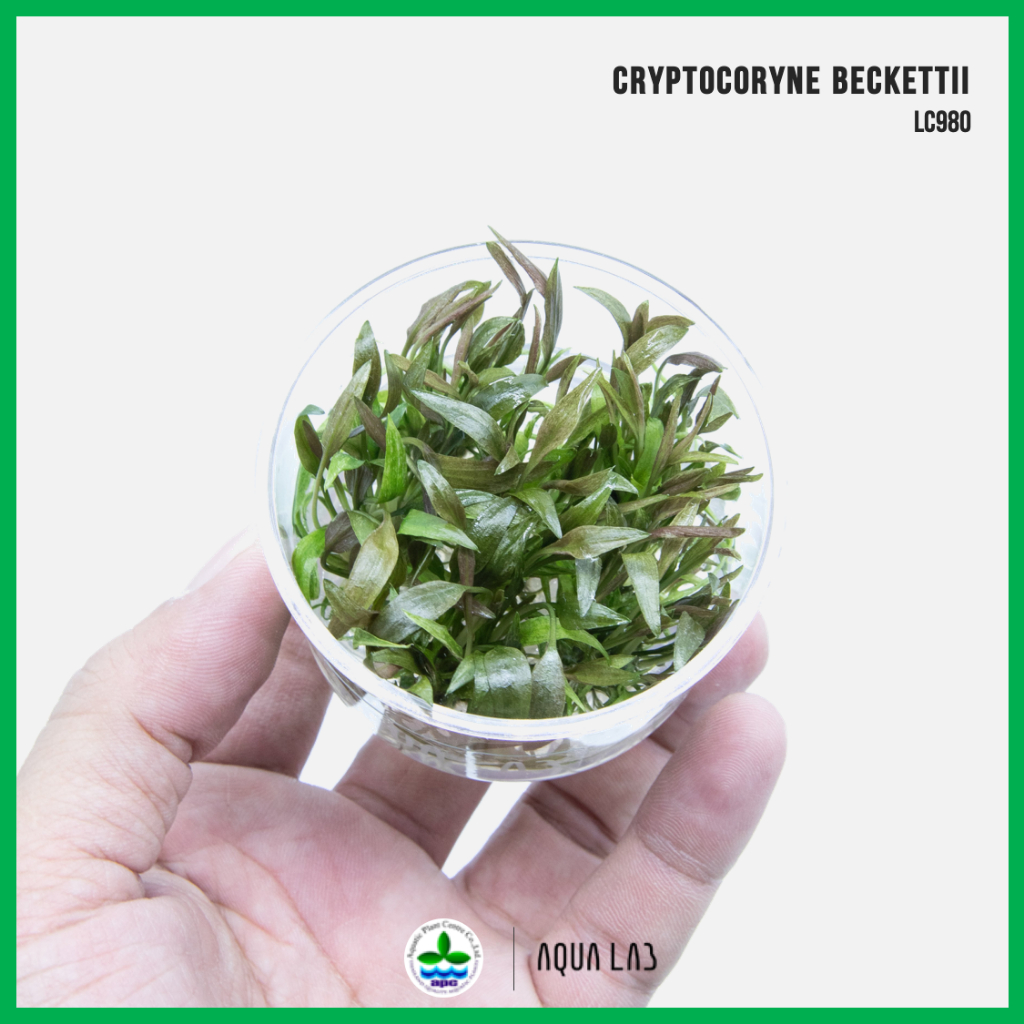 [APC] Cryptocoryne beckettii [ไม้น้ำ - Aquatic Plants] LC980