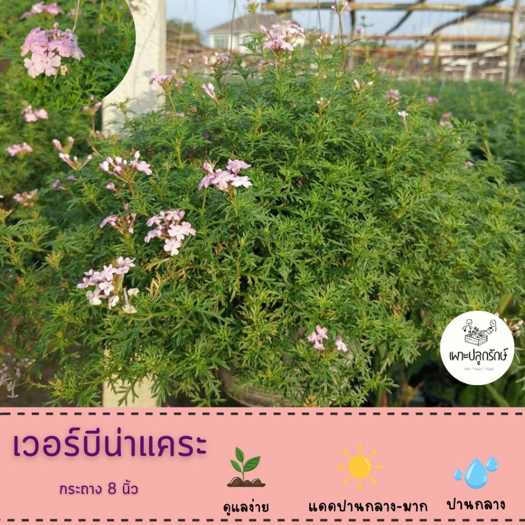 ดอกเวอร์บีน่าแคระ Verbena #ไม้ดอกทานได้ ออกทั้งปี #F05